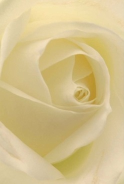 This close-up image from a Redbridge florist captures the intimate soul of a pure ivory rose, its velvety petals swirling inward with unstated sophistication. Each layer is so fine and almost translucent, inviting you to imagine the sensation of fingertips tracing their undulating edges. Illuminated by soft, diffused lighting reminiscent of early morning sun filtering through Redbridge's vibrant gardens, the rose reveals subtle shadings of cream and pale gold. The mood exudes calm anticipation, like a quiet promise before a heartfelt celebration or as a gentle offering for an anniversary, remembrance, or new chapter. The detailed composition highlights the rose's innate elegance, mirroring the meticulous artistry found throughout Redbridge's renowned florists. Even without fragrance, one can sense the aura of grace this rose brings into a room-a bearer of silent comfort and beauty. It stands as an emblem of thoughtfulness, appropriate for any occasion requiring sensitivity, warmth, or quiet joy within the local community.